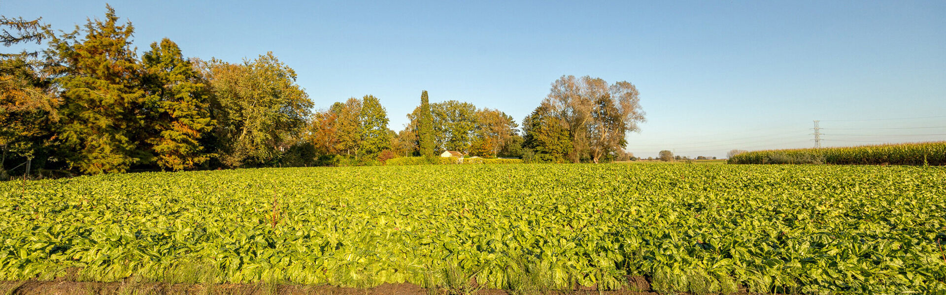 Bouwgrond te koop in Waasmunster