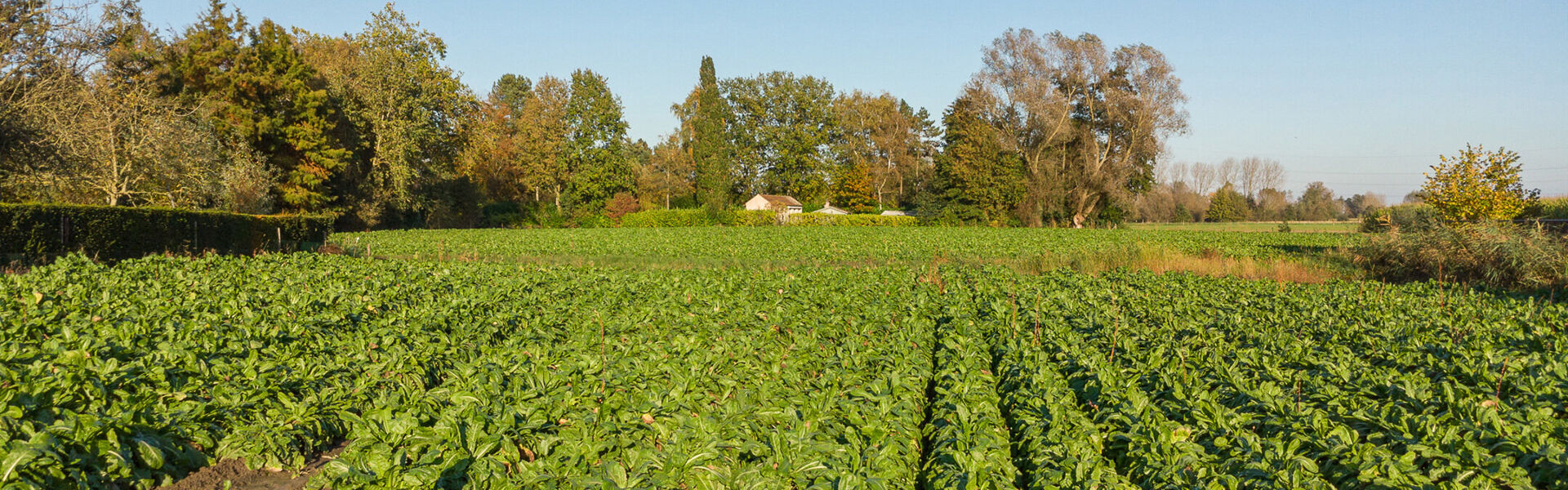 Bouwgrond te koop in Waasmunster